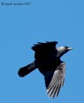 Corvus monedula